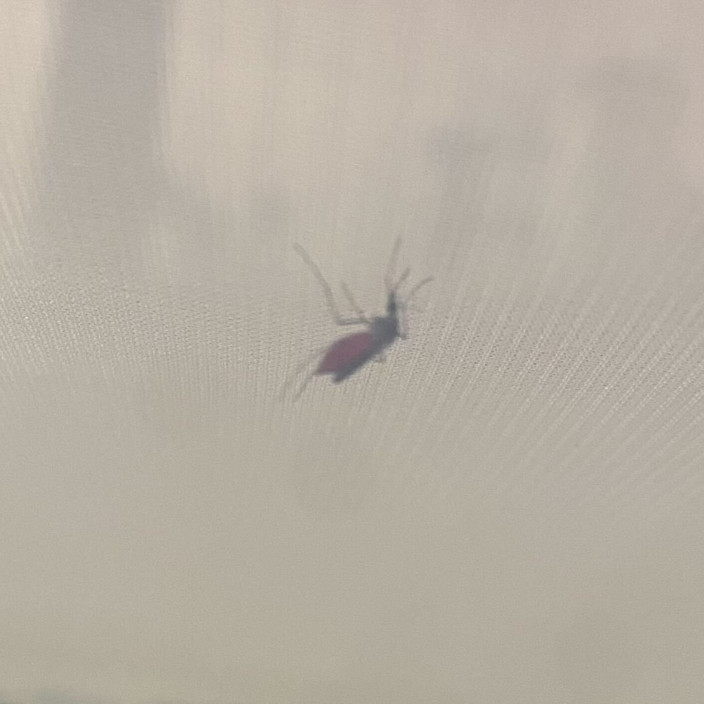 Blood fed Cx. tarsalis female