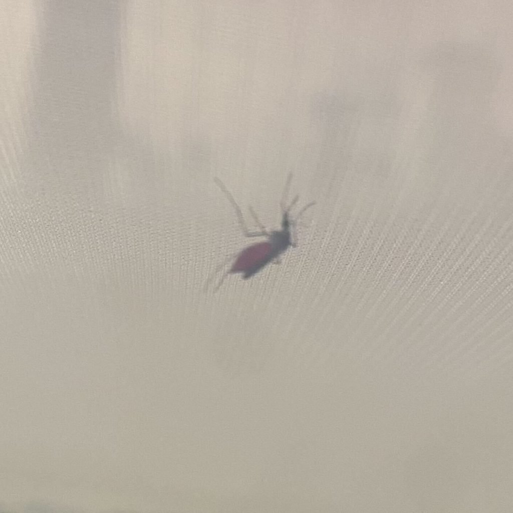 A blood fed Culex tarsalis female. Sexton lab