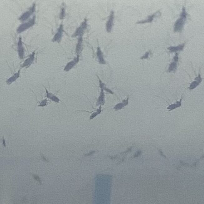 Cx. tarsalis mosquito colony