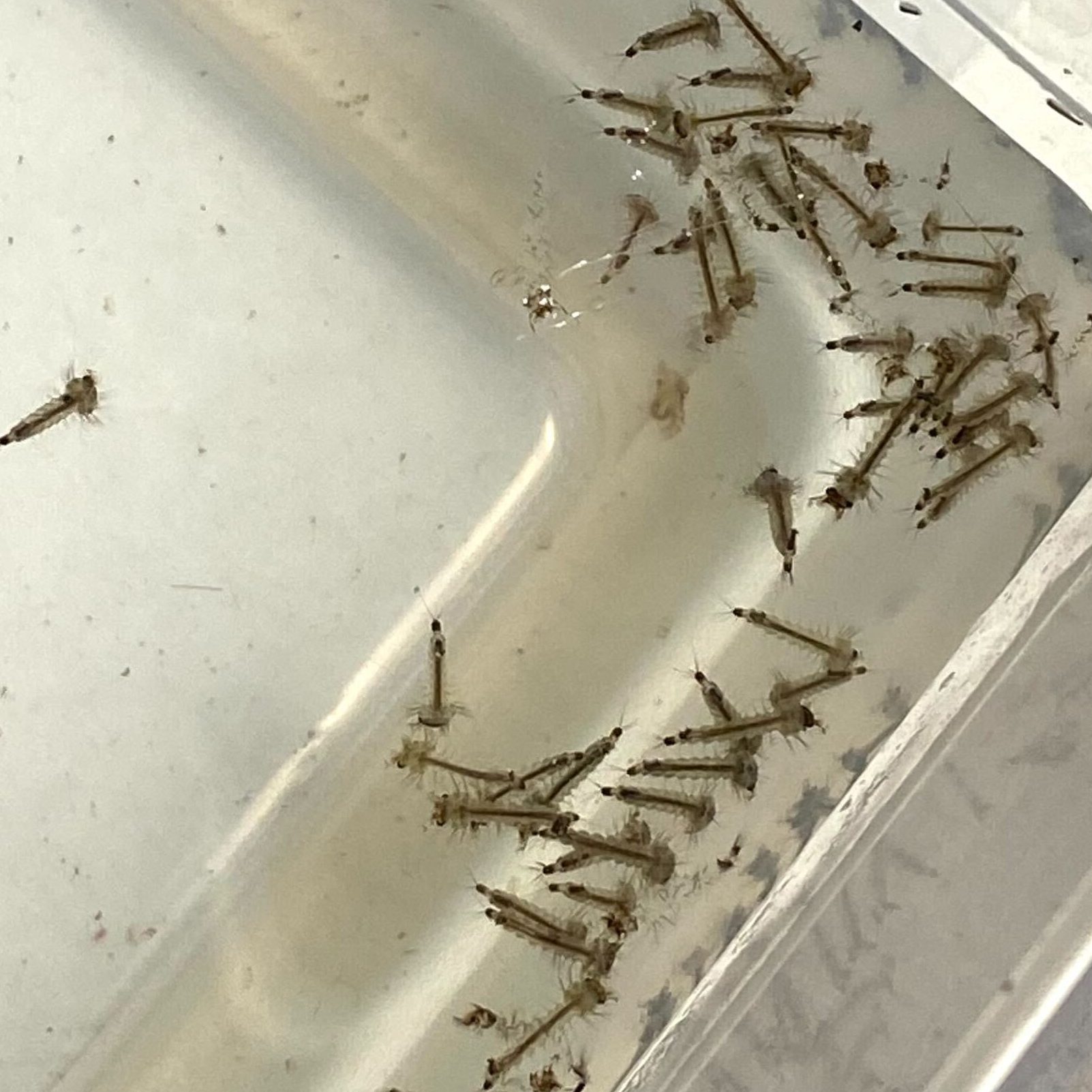 Culex tarsalis larvae