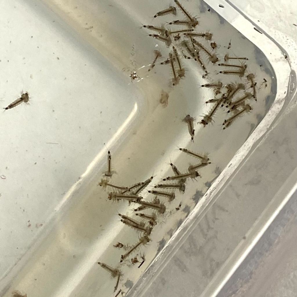 Culex tarsalis larvae Sexton Lab
