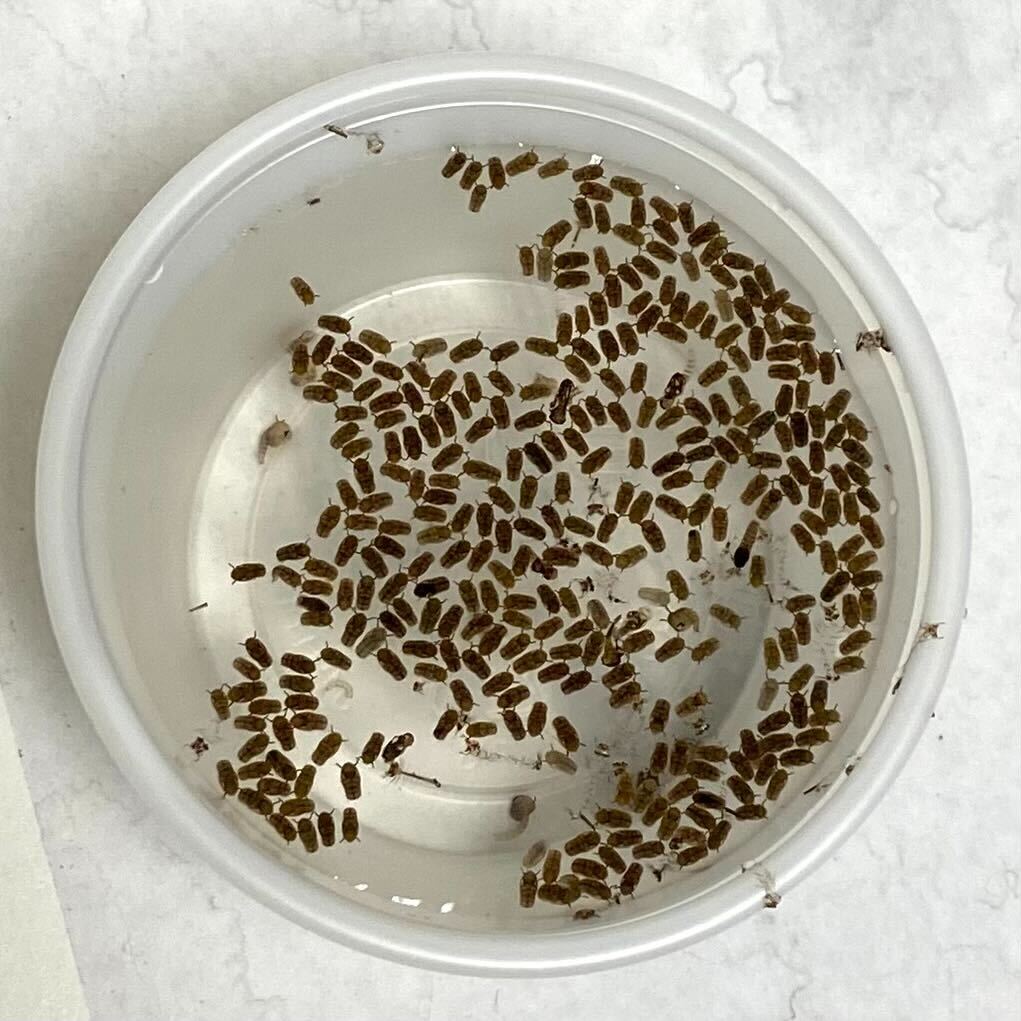 Pupae collected to add to the adult colony. Sexton lab.