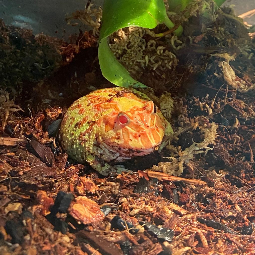 Apricot Pacman frog Sexton lab