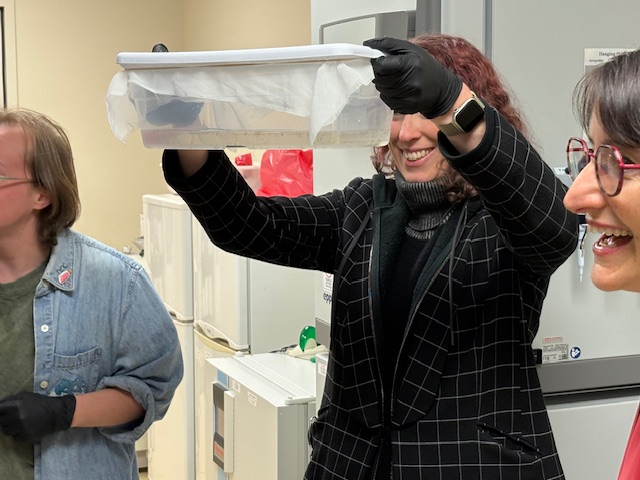 Culex mosquitoes Sexton lab